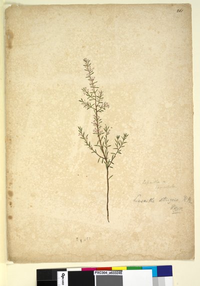 Side 261. Lissanthe strigosa, ca. 1803-06 (wc, penn, blekk og blyant) av John William Lewin