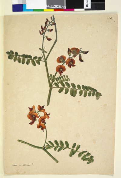 Side 262. Signert: IWL 30. nov. 1805, c.1803-06 (wc, penn, blekk og blyant) av John William Lewin