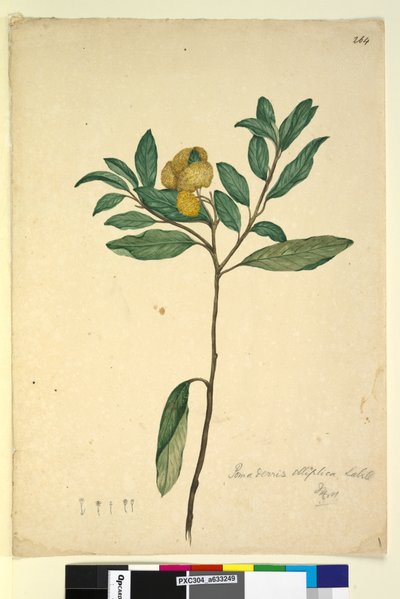 Side 264. Pomaderris elliptica, ca. 1803-06 (wc, penn, blekk og blyant) av John William Lewin