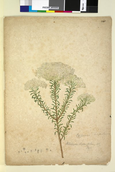 Side 268. Helichrysum diosmifolium Ozothamnus diosmifolius, c.1803-06 (wc, penn, blekk og blyant) av John William Lewin