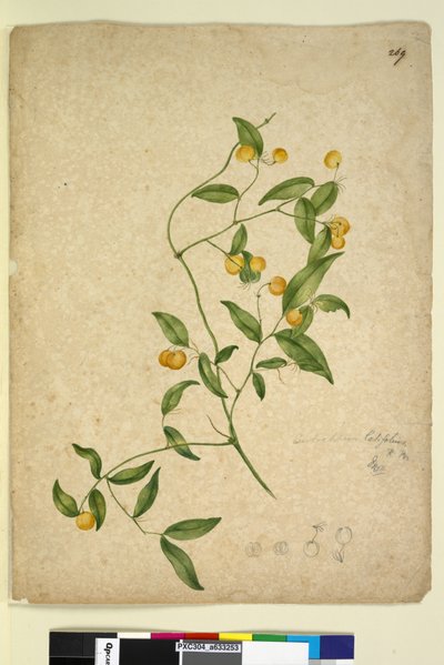 Side 269. Eustrephus latifolius, ca. 1803-06 (wc, penn, blekk og blyant) av John William Lewin