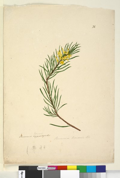 Side 26. Persoonia linearis, ca. 1803-06 (wc, penn, blekk og blyant) av John William Lewin