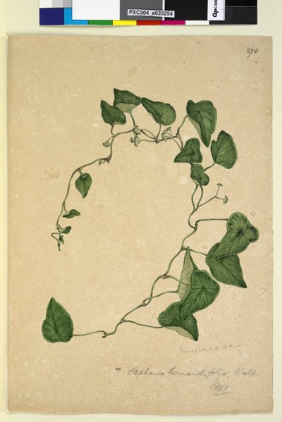 Side 270. Stephania hernandiaefolia, ca. 1803-06 (wc, penn, blekk og blyant) av John William Lewin