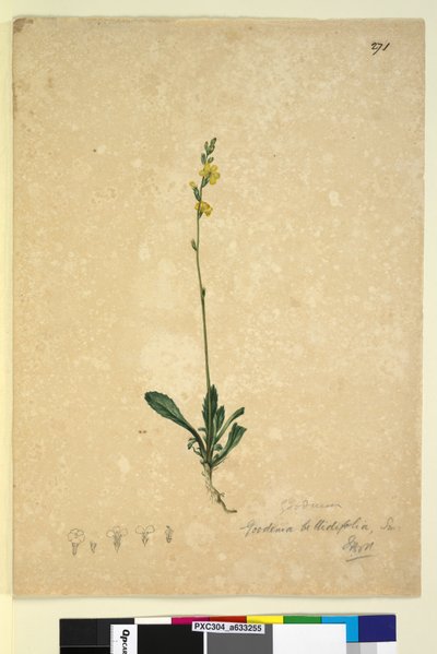 Side 271. Goodenia bellidifolia, ca. 1803-06 (wc, penn, blekk og blyant) av John William Lewin