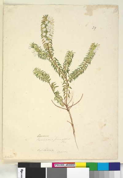Side 29. Lysinema, ca. 1803-06 (wc, penn, blekk og blyant) av John William Lewin