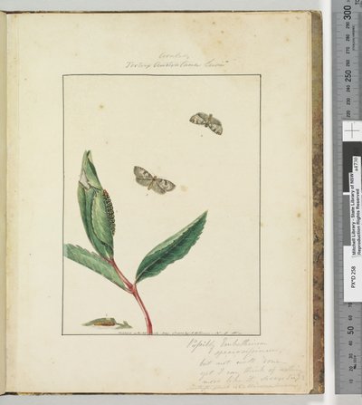 Side 31. Plate 8 Ara.. Tortrix Australana Lewin, 1803-04 (håndfargede etsetrykk) av John William Lewin