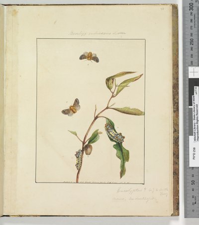 Side 35. Plate 9 Bombyx Vulnerans Lewin, 1803-04 (håndfargede etsetrykk) av John William Lewin