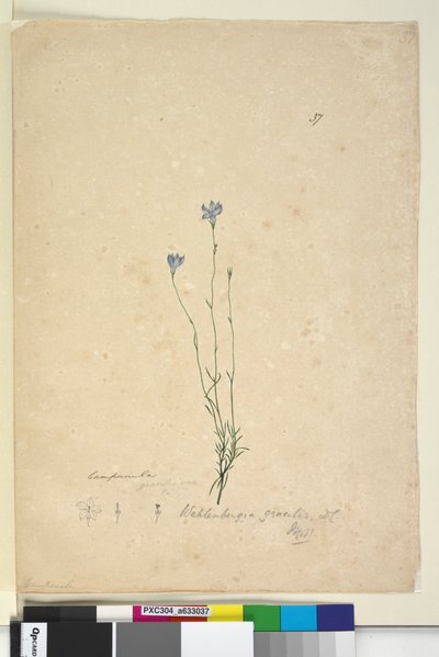 Side 37. Wahlenbergia gracilis, ca. 1803-06 (wc, penn, blekk og blyant) av John William Lewin