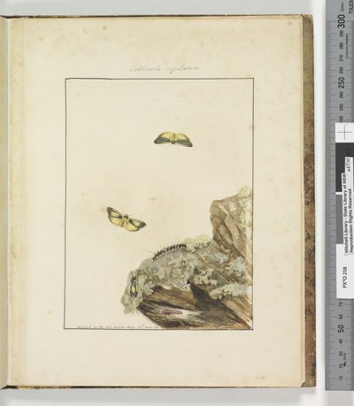 Side 39. Plate 10 Lithosa Replana, 1803-04 (håndfargede etsetrykk) av John William Lewin