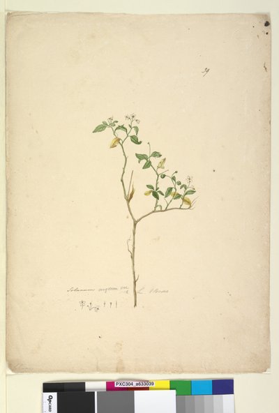 Side 39. Solanum nigrum, ca. 1803-06 (wc, penn, blekk og blyant) av John William Lewin