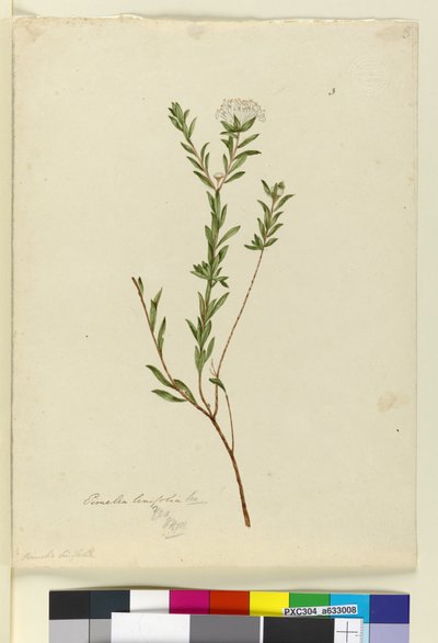Side 3. Pimelea linifolia, ca. 1803-06 (wc, penn, blekk og blyant) av John William Lewin