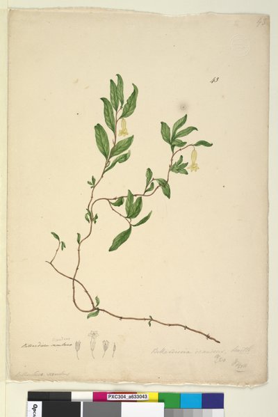 Side 43. Billardiera scandens, ca. 1803-06 (wc, penn, blekk og blyant) av John William Lewin