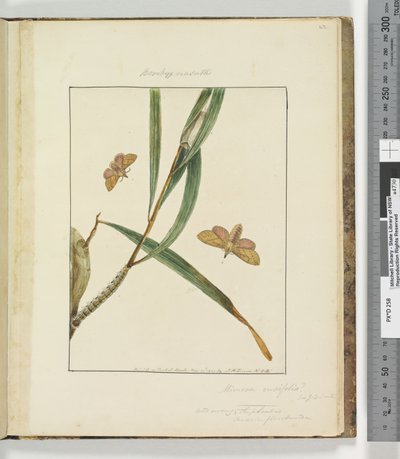 Side 43. Plate 11 Bombyx Nasuta, 1803-04 (håndfargede etsetrykk) av John William Lewin