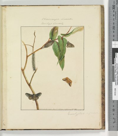 Side 47. Plate 12 Clisiocampa Lewinae Bombyx Lewinae, 1803-04 (håndfargede etsetrykk) av John William Lewin