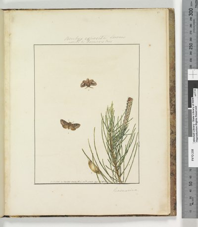 Side 51. Plate 13 Bombyx Exposita Lewin alliert med..., 1803-04 (håndfargede etsetrykk) av John William Lewin