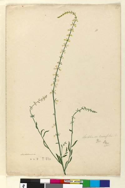 Side 51. Stackhousia, ca. 1803-06 (wc, penn, blekk og blyant) av John William Lewin