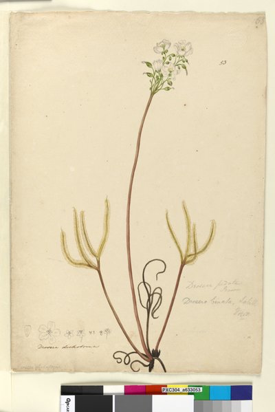 Side 53. Drosera binata, ca. 1803-06 (wc, penn, blekk og blyant) av John William Lewin