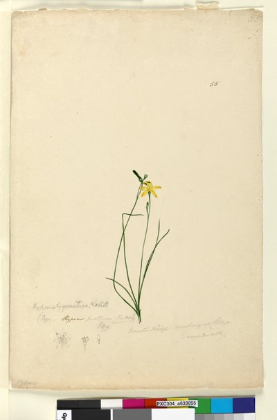Side 55. Hypoxis hygrometrica, ca. 1803-06 (wc, penn, blekk og blyant) av John William Lewin