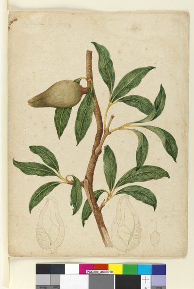 Side 5. Xylomelum pyriforme, ca. 1803-06 (wc, penn, blekk og blyant) av John William Lewin