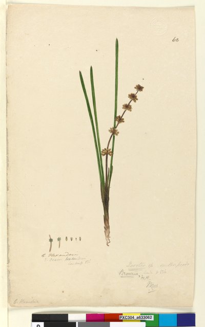 Side 62. Xerotes Lomandra multiflora, ca. 1803-06 (wc, penn, blekk og blyant) av John William Lewin
