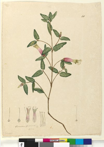 Side 68. Correa speciosa, c.1803-06 (wc, penn, blekk og blyant) av John William Lewin