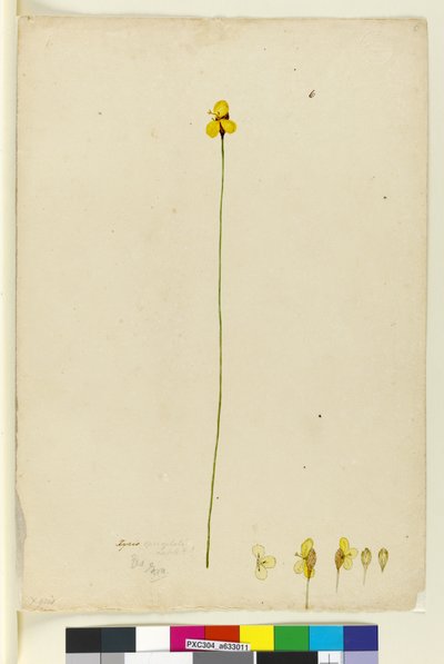 Side 6. Xyris operculata, ca. 1803-06 (wc, penn, blekk og blyant) av John William Lewin