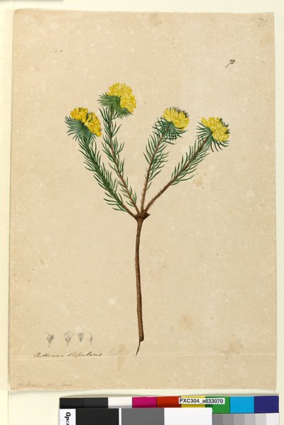 Side 70. Pultenaea stipularis, c.1803-06 (toalett, penn, blekk og blyant) av John William Lewin