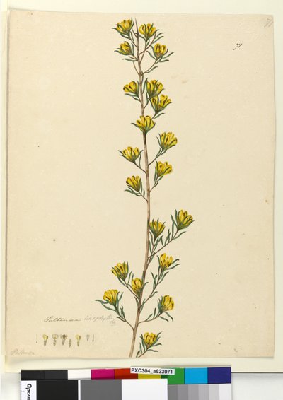 Side 71. Pultenaea linophylla, ca. 1803-06 (wc, penn, blekk og blyant) av John William Lewin