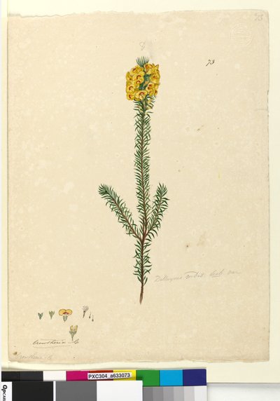 Side 73. Dillwynia rubis?, ca. 1803-06 (wc, penn, blekk og blyant) av John William Lewin