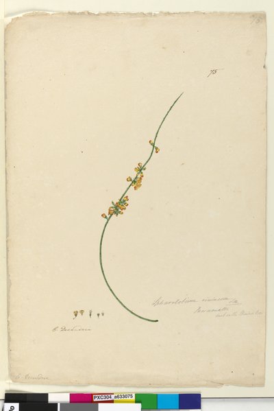 Side 75. Sphaerolobium vimineum, ca. 1803-06 (wc, penn, blekk og blyant) av John William Lewin