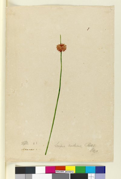 Side 7. Scirpus nodosus, ca. 1803-06 (wc, penn, blekk og blyant) av John William Lewin
