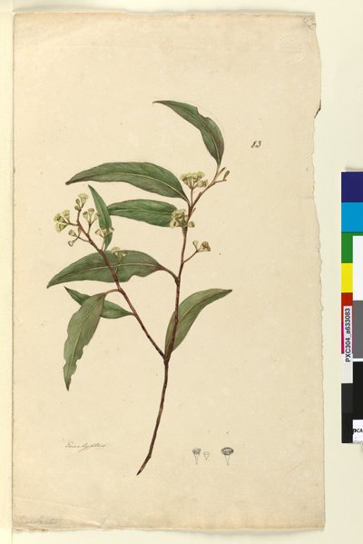 Side 83. Eucalyptus, ca. 1803-06 (wc, penn, blekk og blyant) av John William Lewin