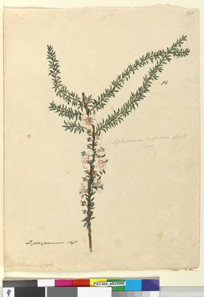 Side 86. Leptospermum scoparium, ca. 1803-06 (wc, penn, blekk og blyant) av John William Lewin