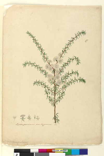 Side 87. Leptospermum ambiguum, ca. 1803-06 (wc, penn, blekk og blyant) av John William Lewin