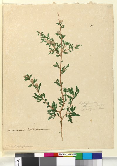 Side 88. Leptospermum flavescens, ca. 1803-06 (wc, penn, blekk og blyant) av John William Lewin