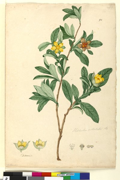 Side 94. Hibbertia volubilis syn. Hibbertia scandens, ca. 1803-06 (wc, penn, blekk og blyant) av John William Lewin