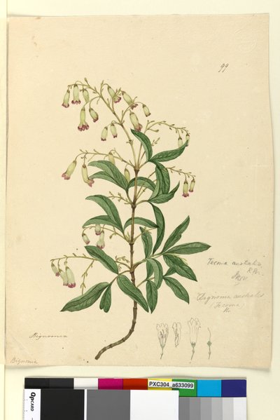 Side 99. Bignonia australisPandorea pandorana, ca. 1803-06 (wc, penn, blekk og blyant) av John William Lewin