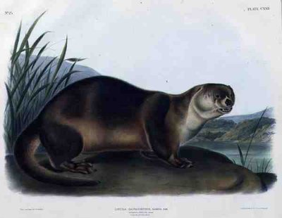 Lutra Canadensis eller Lataxina Mollis (Canada Otter), plate 122 fra 