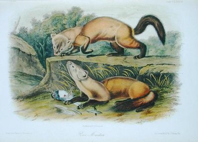 Pine Marten, plate 138 fra 