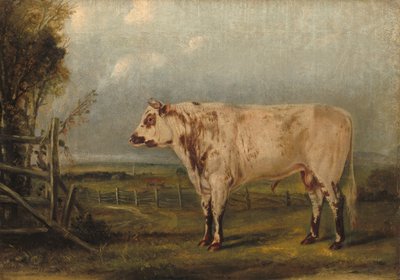 En ung okse, ca. 1849. av John Woodhouse Audubon