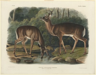 Virginia hjort av John Woodhouse Audubon