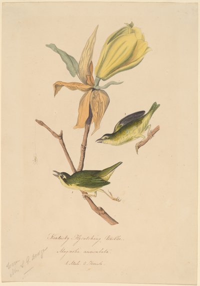 Kentucky fluefangende sangsanger av John Woodhouse Audubon
