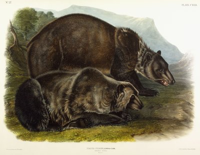 Hann grizzlybjørn, 1848 av John Woodhouse Audubon