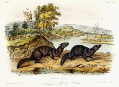 Mountain Brook Mink, ca. 1849-1854 av John Woodhouse Audubon