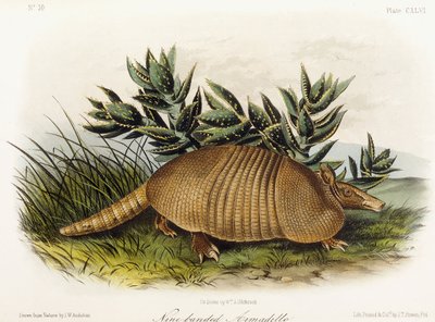 Ni-båndet beltedyr, 1849-1854 av John Woodhouse Audubon