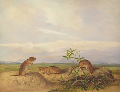 Townsend's Meadow Mouse, Meadow Vale og Swamp Rice Rat (eller Rice Meadow House) av John Woodhouse Audubon