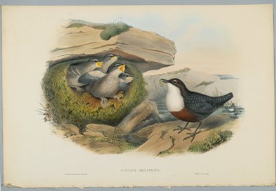 Cinclus Aquaticus - Water Ousel eller Dipper, gravert av H. C. Richter av John after Gould
