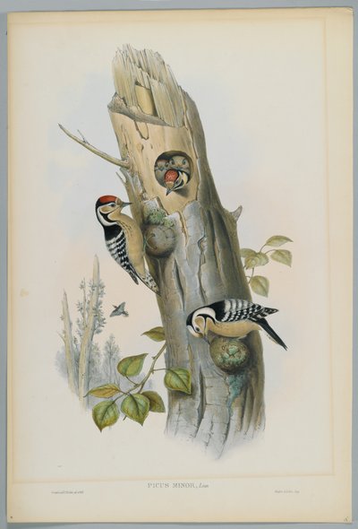 Picus Minor - mindre spett, gravert av H. C. Richter av John after Gould
