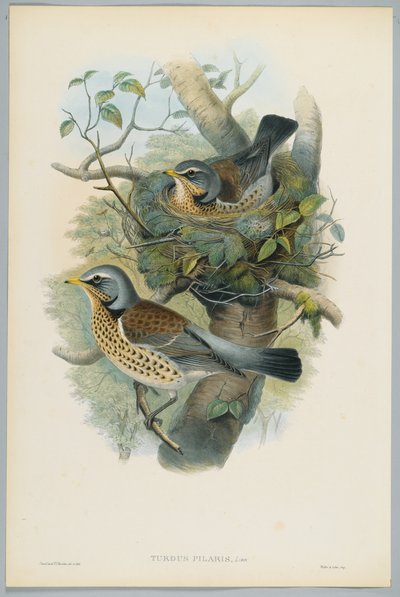 Turdus Pilarus - Einertrost, gravert av H. C. Richter av John after Gould