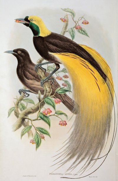 Bird of Paradise: Greater, Paradisaea Apoda av John and Hart, William Gould
